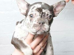 Police have issued images of dogs in the hope of tracing their owner