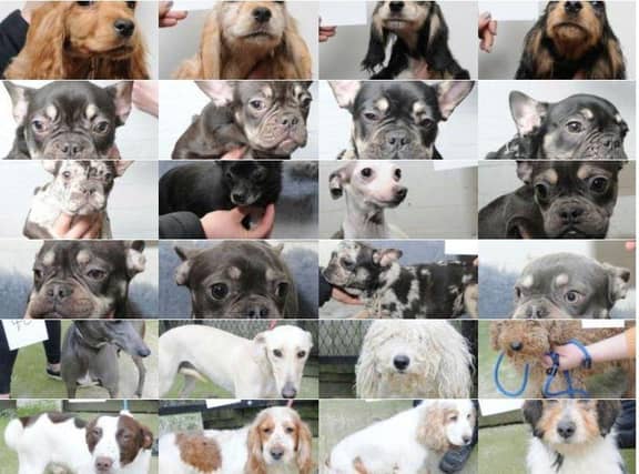 Police have issued images of dogs in the hope of tracing their owner