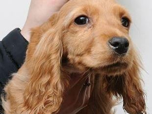 Police have issued images of dogs in the hope of tracing their owner