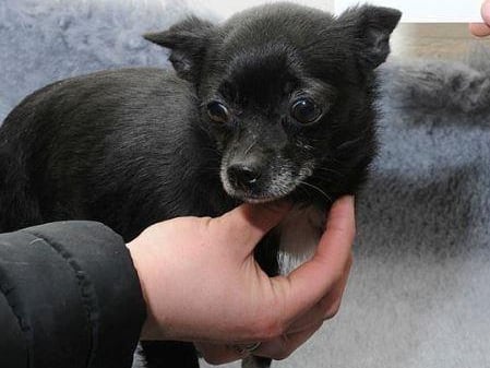 Police have issued images of dogs in the hope of tracing their owner