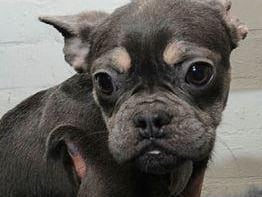 Police have issued images of dogs in the hope of tracing their owner