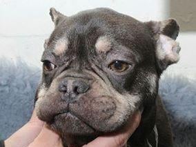 Police have issued images of dogs in the hope of tracing their owner