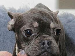 Police have issued images of dogs in the hope of tracing their owner