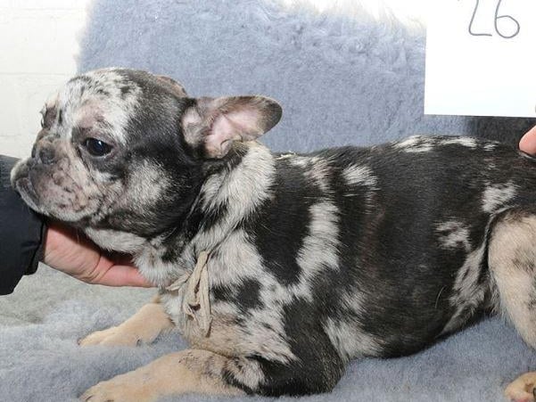 Police have issued images of dogs in the hope of tracing their owner
