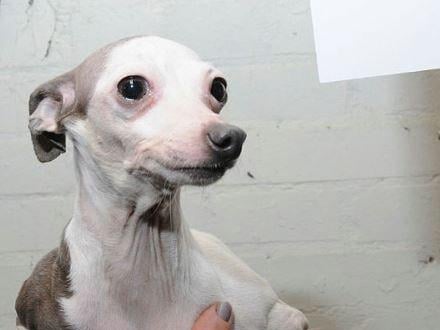 Police have issued images of dogs in the hope of tracing their owner