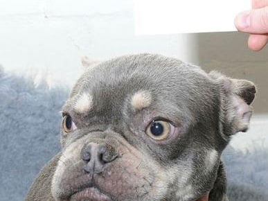 Police have issued images of dogs in the hope of tracing their owner