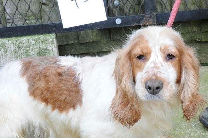 Police have issued images of dogs in the hope of tracing their owner