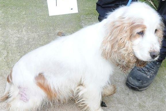 Police have issued images of dogs in the hope of tracing their owner