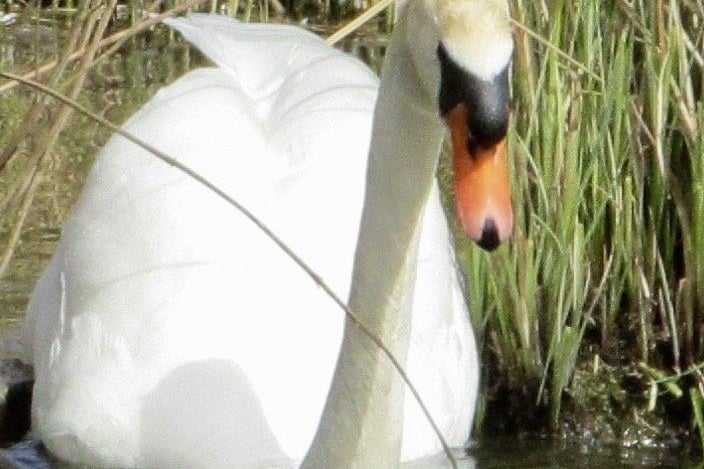 Swan at Hampden Park, by Anne Norton SUS-210421-101016001
