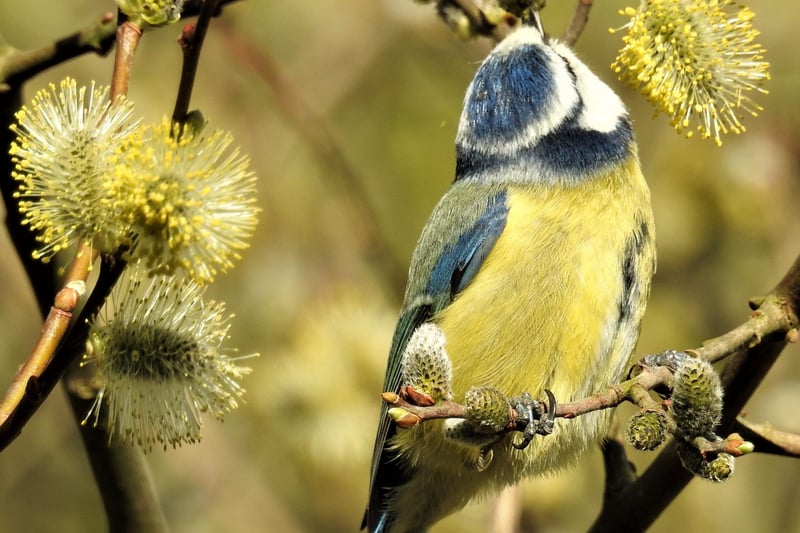 Blue tit in a willow tree, taken by Rob Torre. SUS-210421-102240001