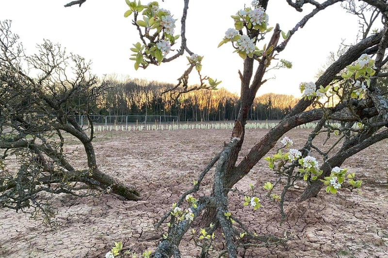 These photos show the last blooms of the much-loved Cubbington Pear Tree - despite the fact that it was cut down about six months ago. The pictures were taken by Karen Lewis-Bell on behalf of the Cubbington Action Group Against HS2.