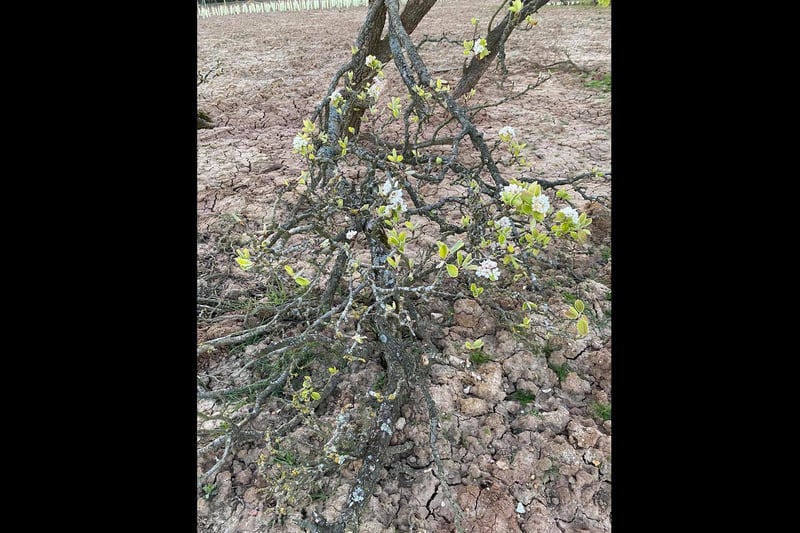 These photos show the last blooms of the much-loved Cubbington Pear Tree - despite the fact that it was cut down about six months ago. The pictures were taken by Karen Lewis-Bell on behalf of the Cubbington Action Group Against HS2.