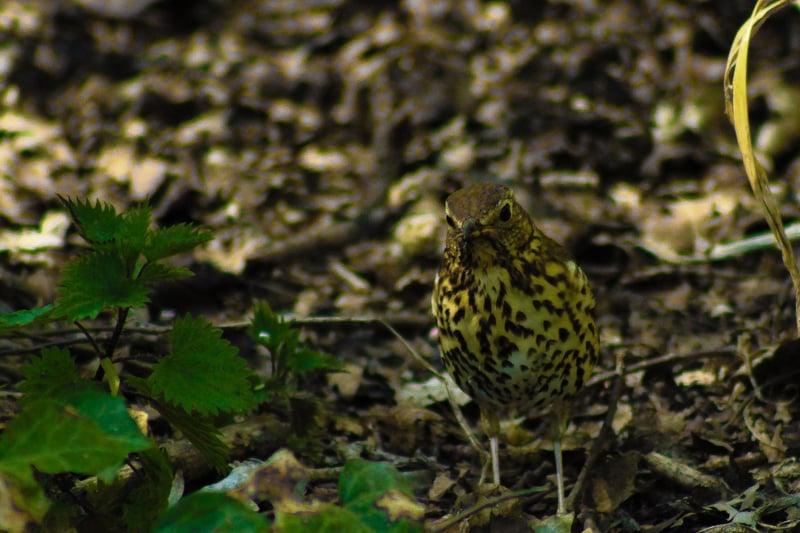 Joe Grinstead snapped this song thrush in Hampden Park with a Canon 1200d with a 75-300mm lens. SUS-210505-100916001