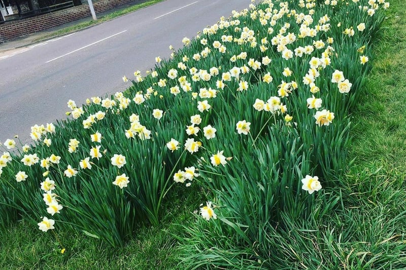 Daffodils line Princes Road. Picture taken by Jacqui Astridge, with an iPhone. SUS-210505-103132001