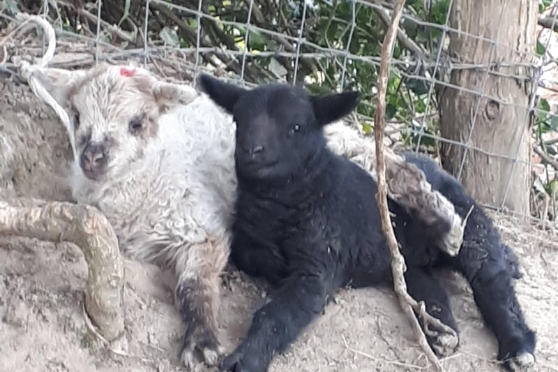 Pair of lambs, taken by Alison Cushing on a Samsung Galaxy phone. SUS-210505-105850001