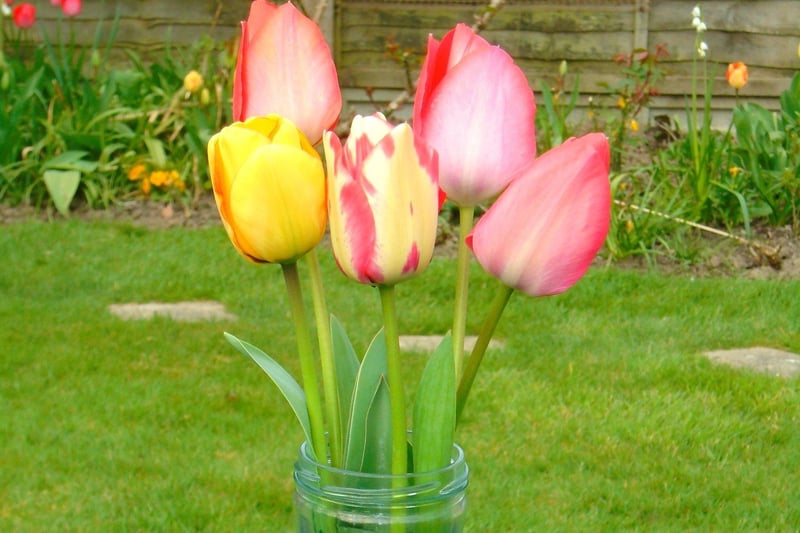 John Peters won class two, one vase of tulips