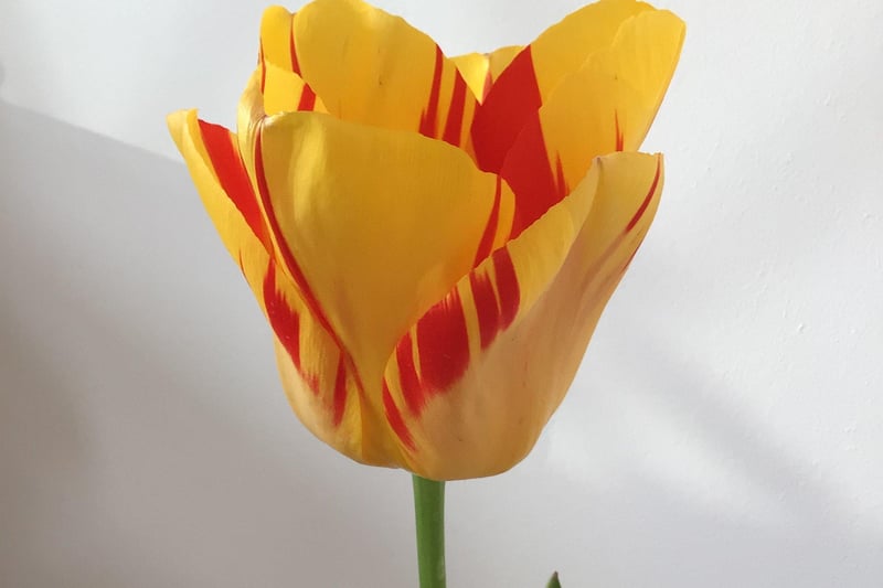 Linda Fryar was third in class one for one tulip in situ or picked and in a vase
