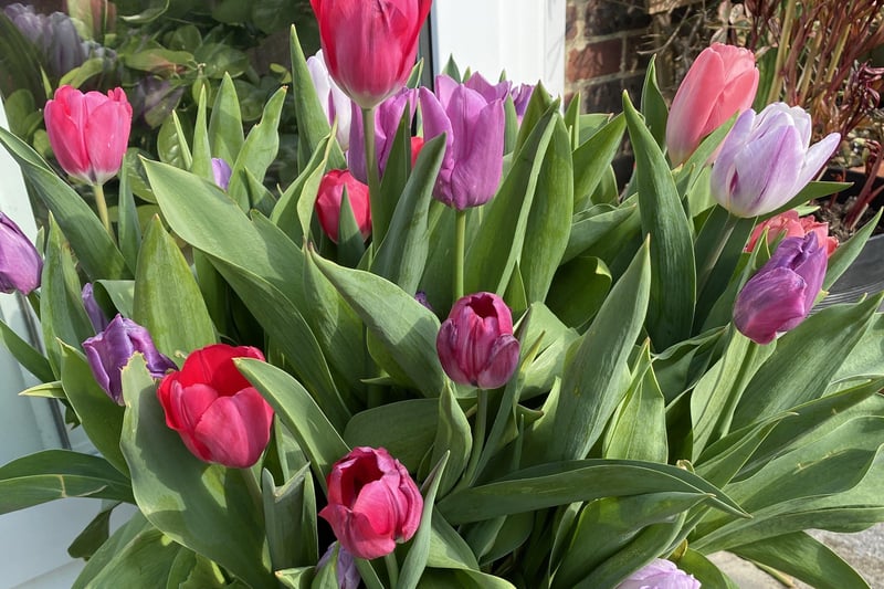 Pamela Dunham-Wright was third in class three, one container or trough of tulips