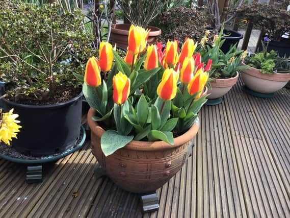 Shirley Wilde won class three, one container or trough of tulips