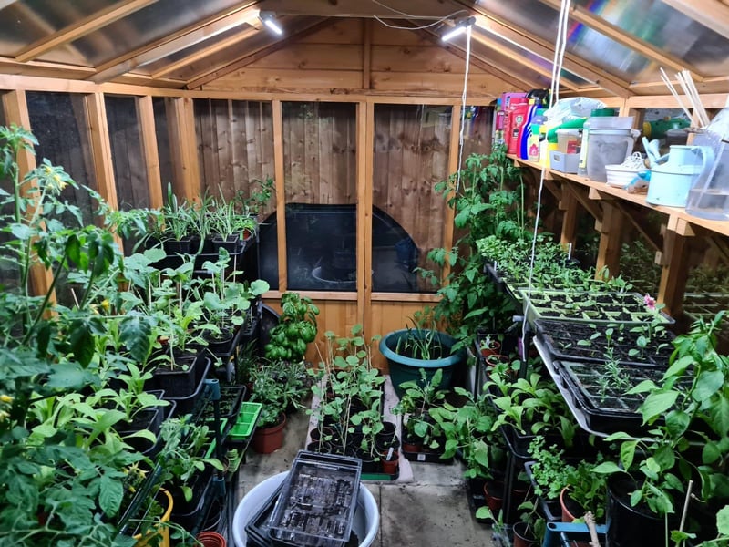 Lots of plants and vegetables