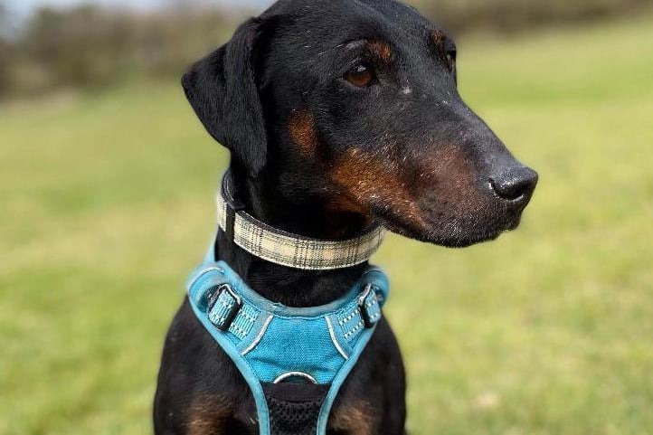Dizzy came in on the 14th of March via another rescue. She was an unclaimed stray. Dizzy is an active, happy girl who enjoys her walks. She is becoming more loving and affectionate everyday and enjoys her cuddles. 
Brighton Animal Centre, Braypool Lane, BN1 8ZH