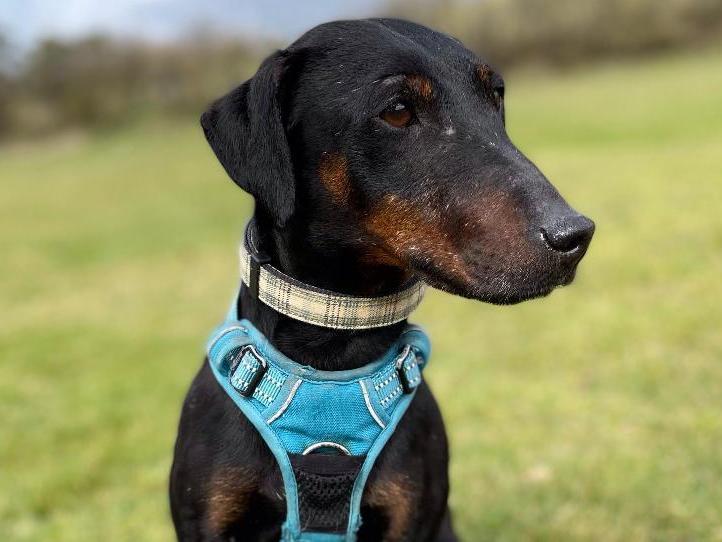 Dizzy came in on the 14th of March via another rescue. She was an unclaimed stray. Dizzy is an active, happy girl who enjoys her walks. She is becoming more loving and affectionate everyday and enjoys her cuddles. 
Brighton Animal Centre, Braypool Lane, BN1 8ZH