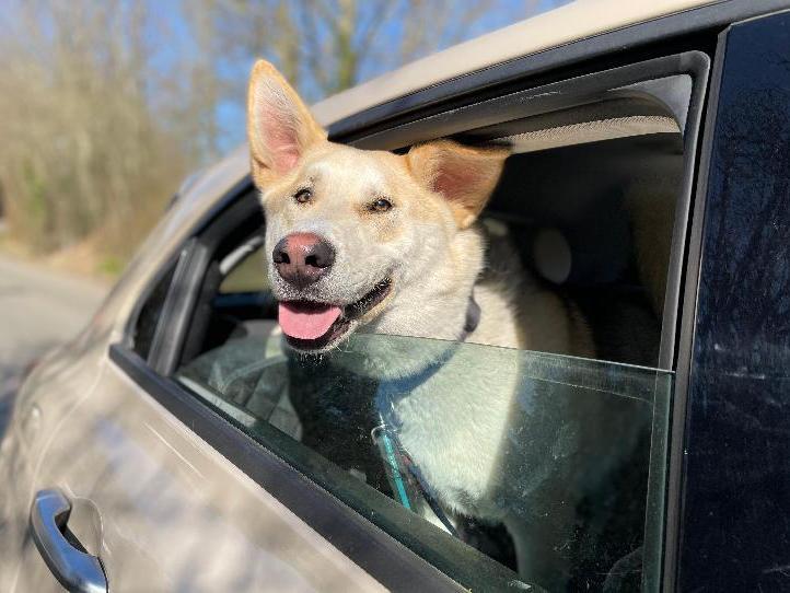 Copper came in  as his previous owner could not cope with him. He is a 16 month old,male, Husky cross German Shepherd. Copper is at Brighton Animal Centre, Braypool Lane, BN1 8ZH