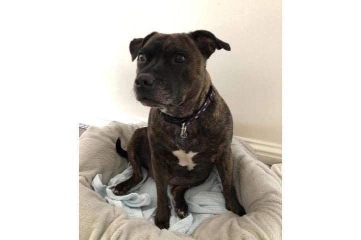 This beautiful soul is Rosa, she is a 6-year-old staffy. She is gentle, loving, kind and willing to please. She is highly intelligent and learns things quickly. Surrey Woking & District Branch