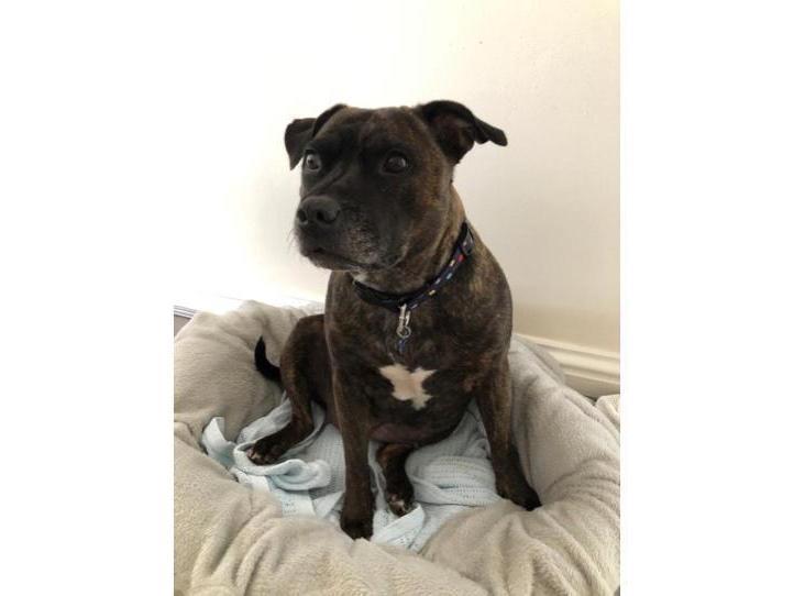 This beautiful soul is Rosa, she is a 6-year-old staffy. She is gentle, loving, kind and willing to please. She is highly intelligent and learns things quickly. Surrey Woking & District Branch