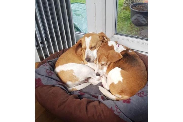 Lottie and Lola, they come as a pair as they are inseparable. They are both beagles and true to their breed highly intelligent and have acute instincts for scents, they are looking for their forever home with a family who understands fully their breed and needs. Surrey Woking & District Branch