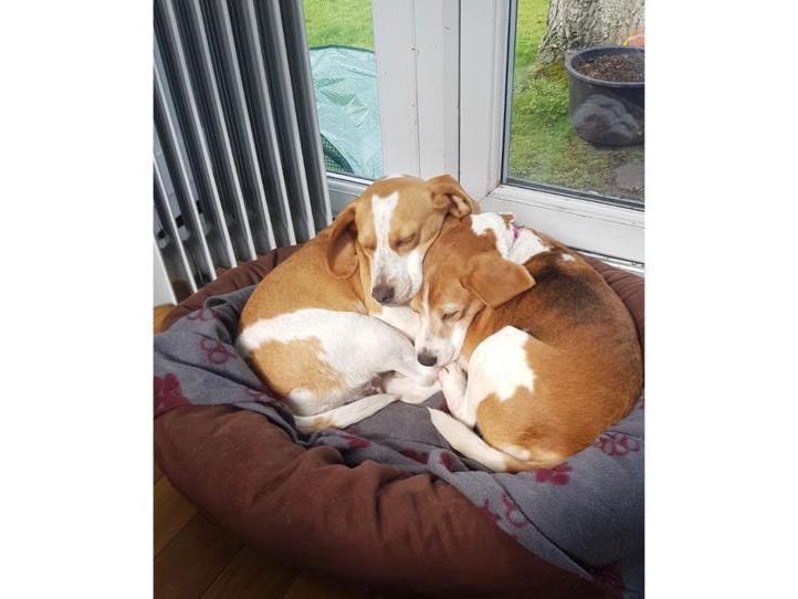 Lottie and Lola, they come as a pair as they are inseparable. They are both beagles and true to their breed highly intelligent and have acute instincts for scents, they are looking for their forever home with a family who understands fully their breed and needs. Surrey Woking & District Branch