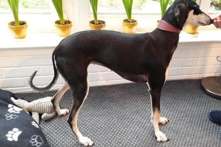 Before applying for Pumpkin please recognise that Pumpkin is going to need lots of further training, time, and effort, she has been in her foster home now for some time. 
RSPCA Surrey Woking & District Branch