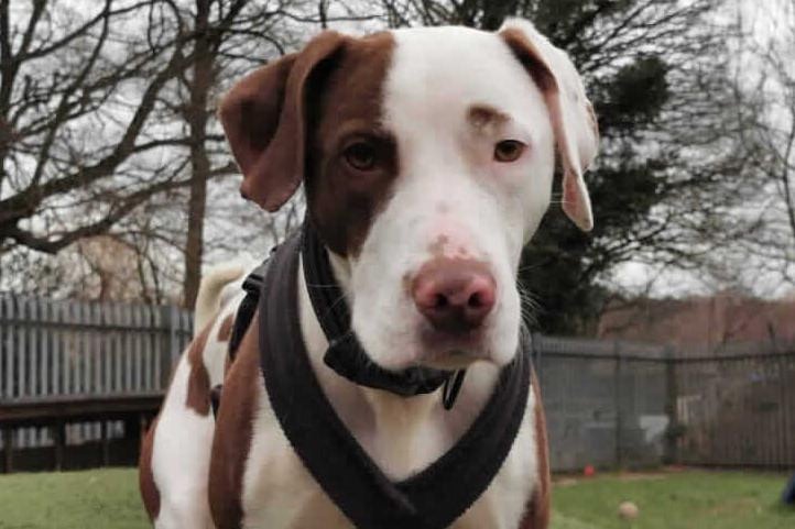 Ben needs a very experienced active adult home that are experienced in scent work, man trailing or agility. Ben came into Rspca care because his owners could no longer afford to keep him.  Millbrook Animal Centre, Guildford Road, Woking