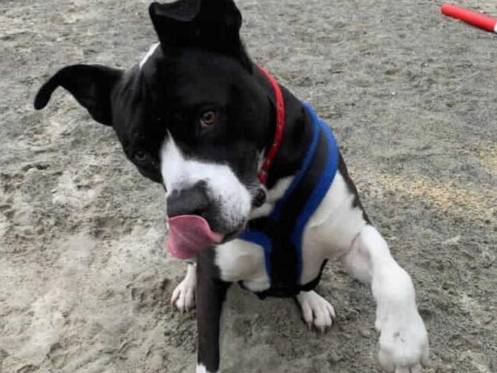 Benson lived with his owner for 6 years but his circumstances and small flat with no garden meant he was no longer able to meet Bensons welfare needs. He made the heartbreaking decision to ask the RSPCA to find Benson a new home.
R S P C A, Millbrook Animal Centre