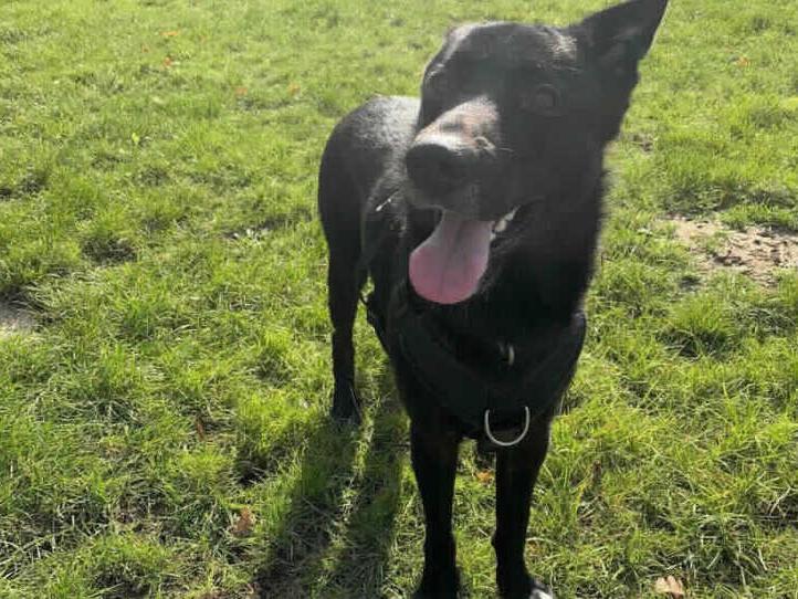 Buster was signed over to Millbrook when his owners could no longer look after him, we don't think he got out much as he is such a sensitive boy. When he arrived he had bad skin and was so extremely scared and worried, it was heartbreaking to see.
RSPCA, Millbrook Animal Centre, Woking