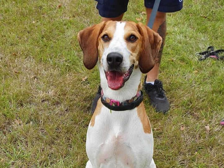 Bella is very much a dog that can be on a real high and enjoy life and be cheeky but her character can soon change once something or someone scares her and she turns into a dog that struggles to cope. RSPCA, Millbrook Animal Centre, Woking