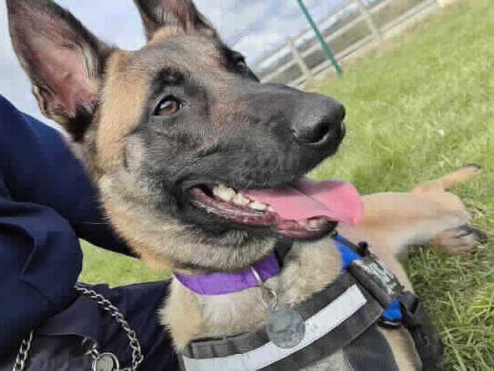 Ginger is a young energetic dog who came into our care with very little exposure to the outside world resulting in her showing sensitivity to new environments and new life experiences. Leybourne Animal Centre
