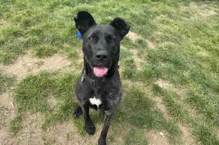 Please before beginning the application process for an animal from Southridge double check that the home you can offer meet Izzi's needs. Southridge Animal Centre