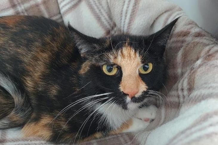 Two-year-old Matilda was brought into care by one of our local inspectors as her owner was not meeting her welfare needs.
Matilda is a shy girl who is finding life a little overwhelming at the moment. She needs a calm and quiet home where she can be allowed to settle in at her own pace and build a relationship with her new family. Matilda may be able to live with another cat after careful introductions. She would be best suited to an adult-only home but could live with sensible older children.