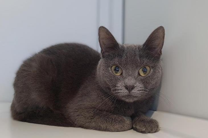 Beautiful Abitail arrived in branch care via the inspectorate from a multi-cat household. She is around 2 years old.
Abitail is feeling very overwhelmed by all she has been through recently. She is not used to everyday family life and home living so will need an understanding and patient owner who can help her feel safe. Over time and in the right home, we think that Abitail's confidence and trust will grow. She could live with another cat after slow and careful introductions. Ideally, we would like to find her an adult only home but she could live with a family with older sensible children of secondary school age.