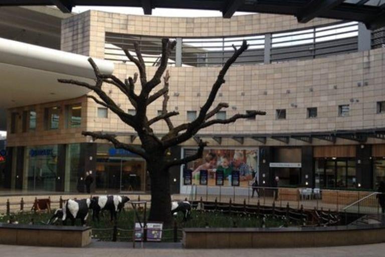 April 2016 saw a sad moment when the remains of the giant oak tree were removed form Midsummer Place. It had been slowly dying since 2008 and, despite experts being brought in on several occasions, nothing could save it from the damage incurred the the original building work. Today the space is filled with artificial grass  and a small central stage.