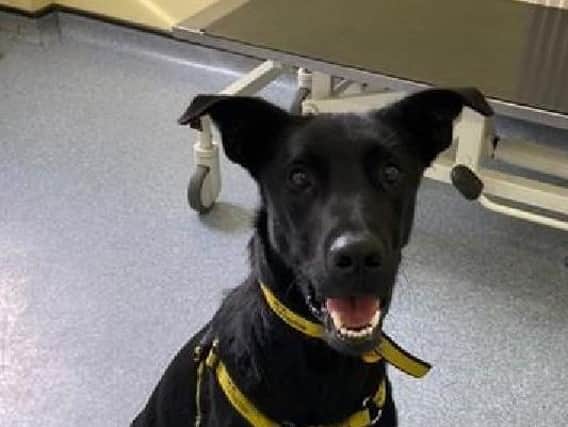 Bailey is a friendly, one-year-old Malinois cross. He is super intelligent and thrives off of learning and any activity that'll keep his mind stimulated.