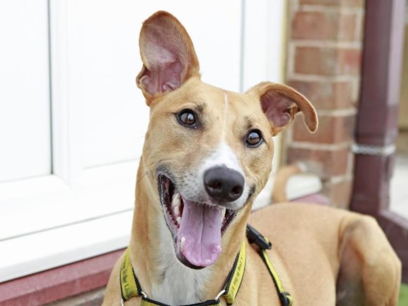 Biggles is an energetic two-year-old Lurcher with lots of character.