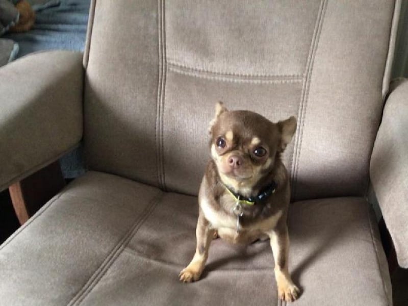 Max is a three-year-old Chihuahua. His favourite things in life are food, playing a game with his toys and cuddles from his human pals.