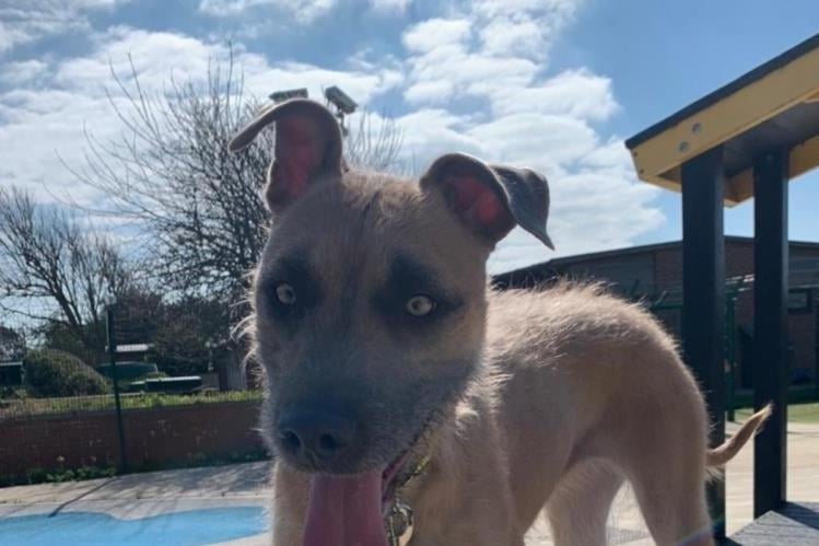 Tula is a bright, young Lurcher with a highly active nature. She enjoys fun training, solving food enrichment puzzles, gnawing on a chew or engaging in a game with her toys.