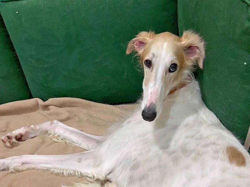 Zara is a young Borzoi with a sweet nature