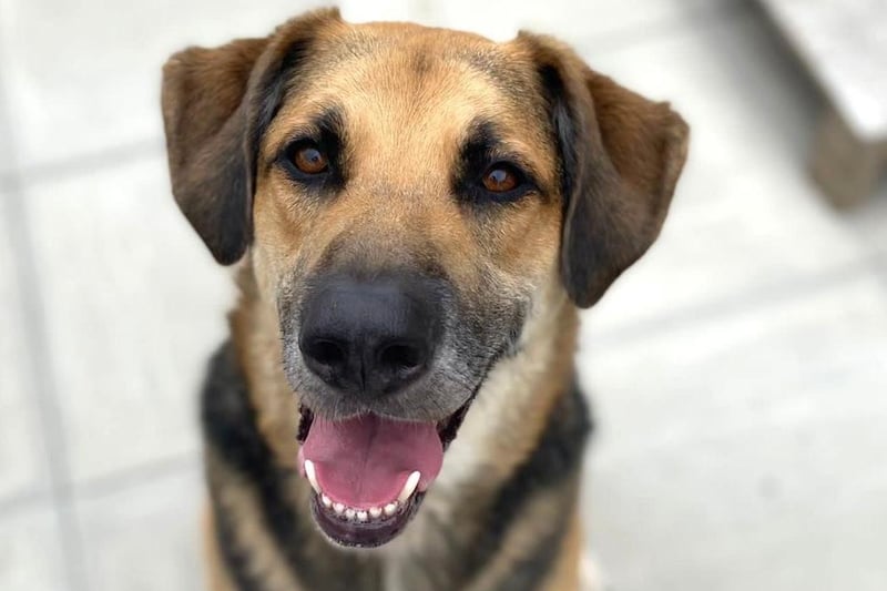 Buster is a six-year-old German Shepherd cross Fox Hound with a friendly disposition.