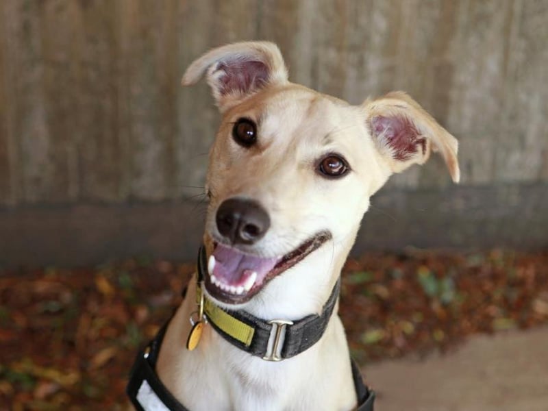 Dom is a young Lurcher who loves having a good run about and playing with his toys