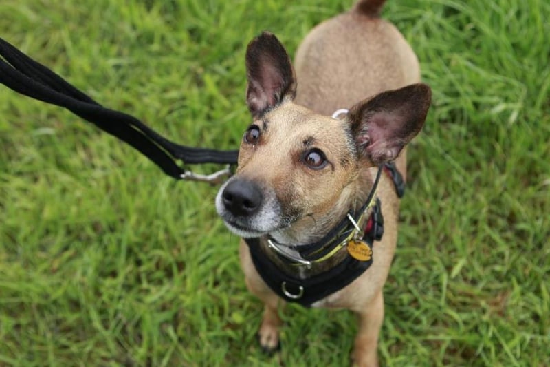 Pixie is a sweet Jack Russell Terrier cross, aged approximately three-years-old. Her favourite pastimes include playing a game of fetch and swap and chewing on a squeaky toy