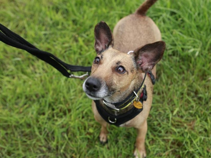 Pixie is a sweet Jack Russell Terrier cross, aged approximately three-years-old. Her favourite pastimes include playing a game of fetch and swap and chewing on a squeaky toy